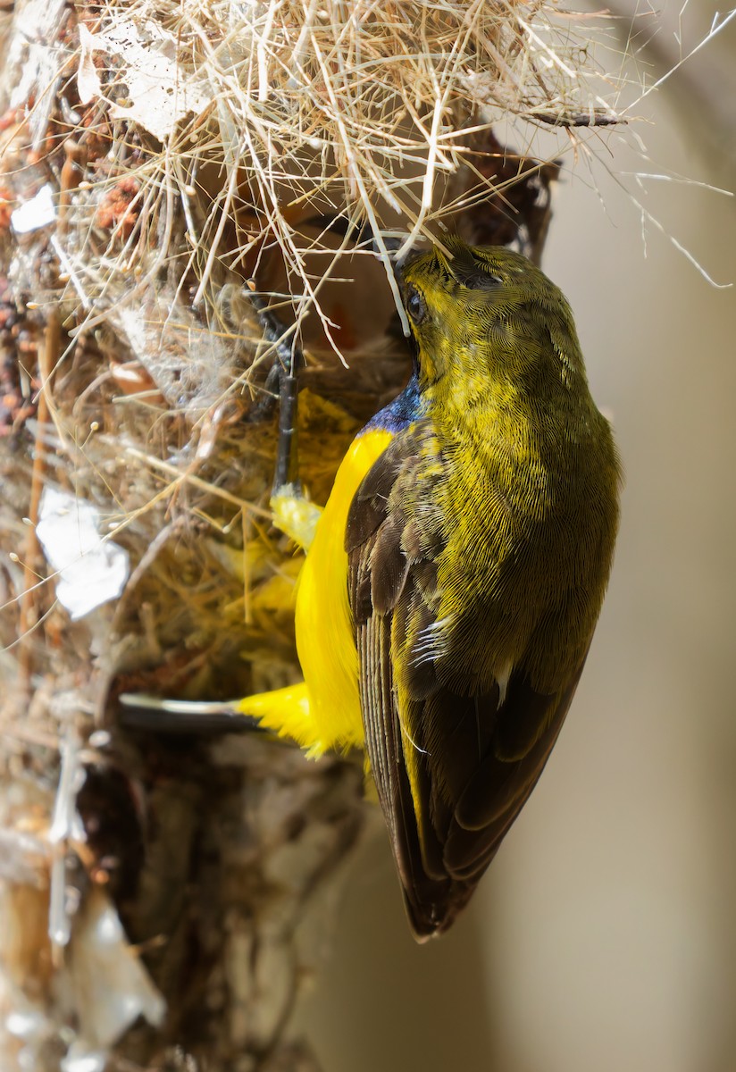 Sahul Sunbird - ML646074415