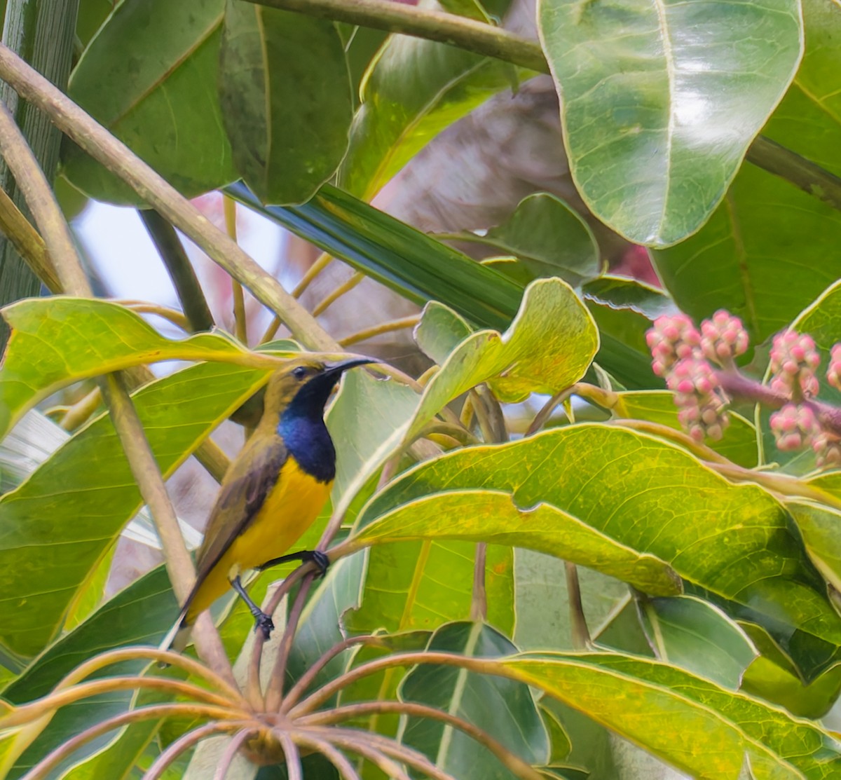 Sahul Sunbird - ML646074416