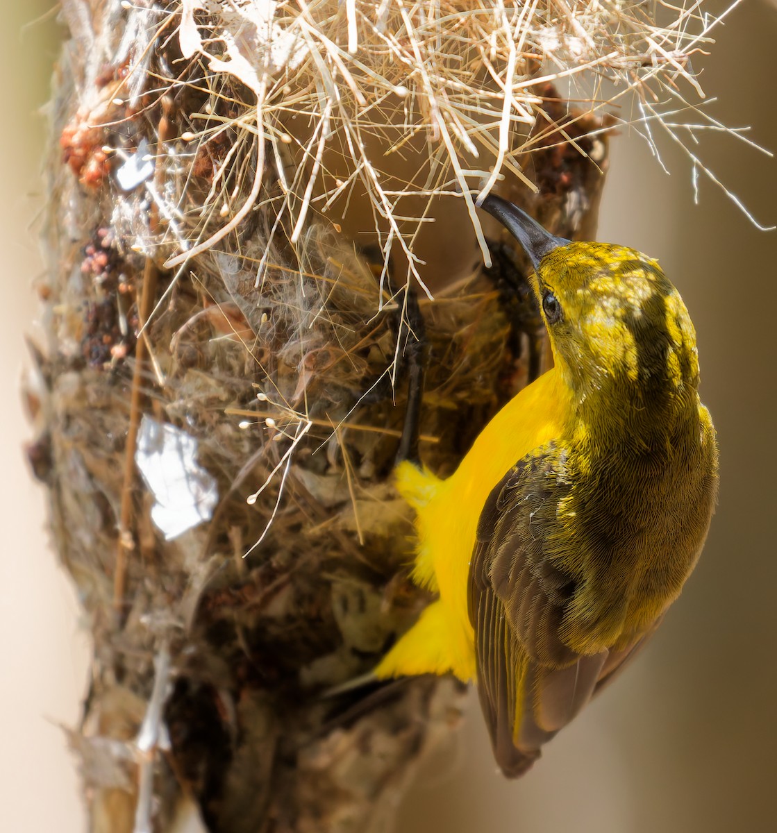 Sahul Sunbird - ML646074417