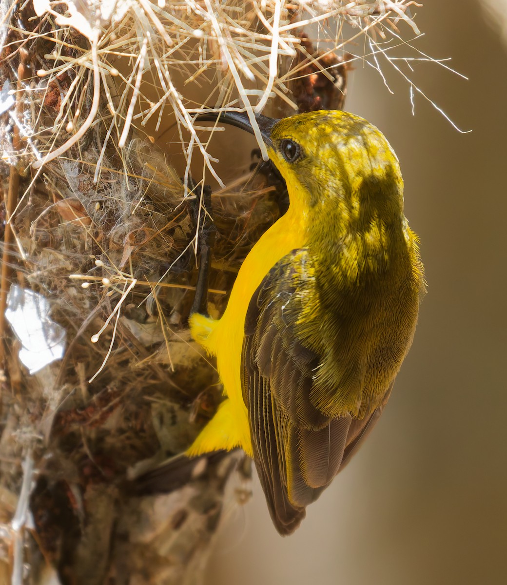 Sahul Sunbird - ML646074418