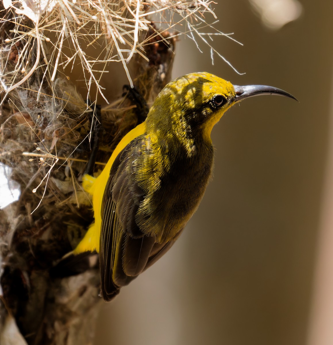 Sahul Sunbird - ML646074419