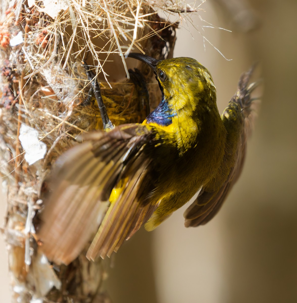 Sahul Sunbird - ML646074420