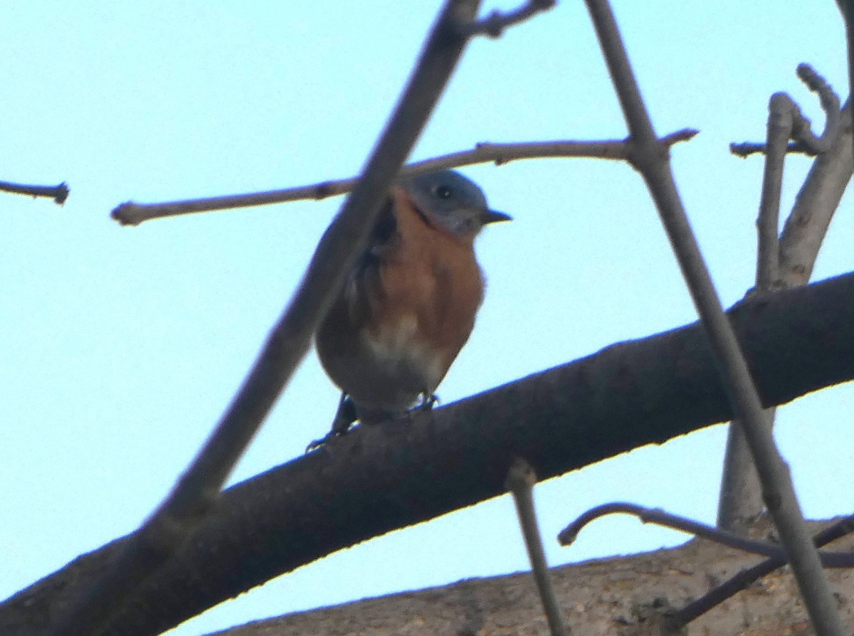 Eastern Bluebird - ML646074432