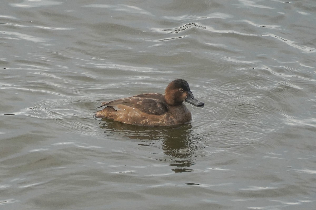 Redhead - ML646074435