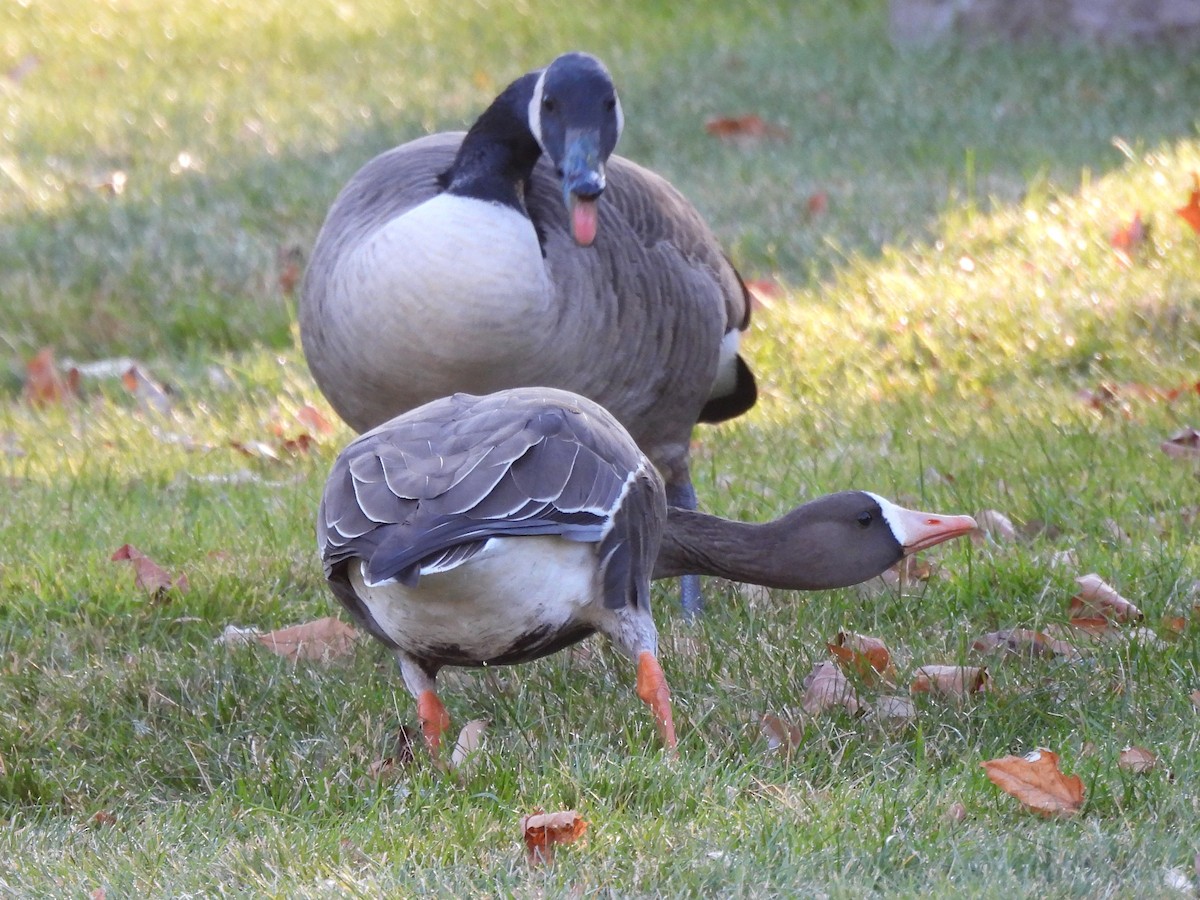 Greater White-fronted Goose - ML646074444