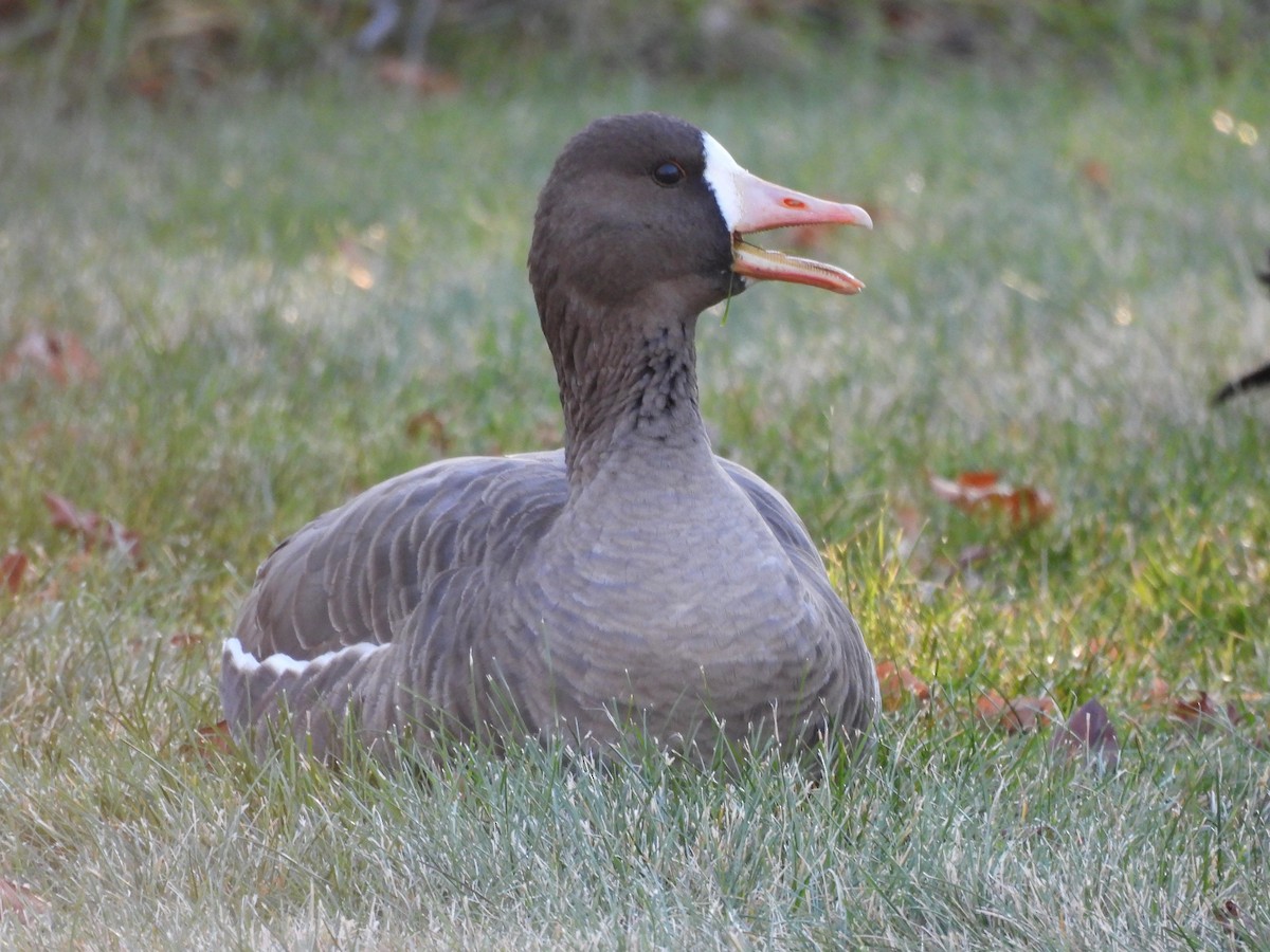 Greater White-fronted Goose - ML646074446