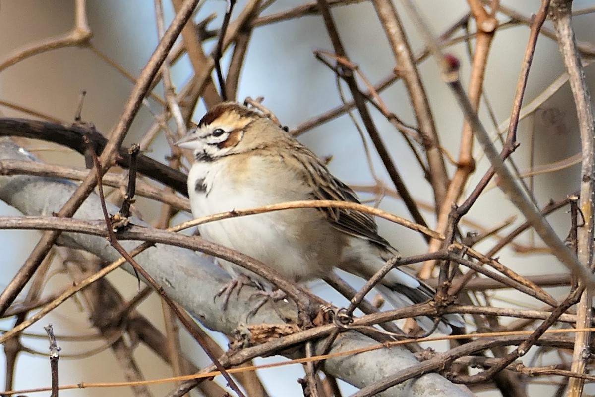 Lark Sparrow - ML646074467