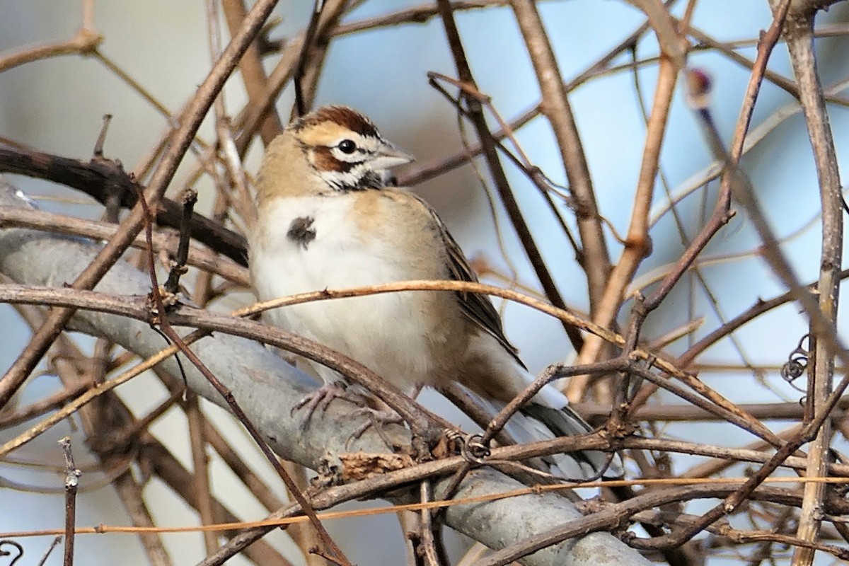 Lark Sparrow - ML646074468