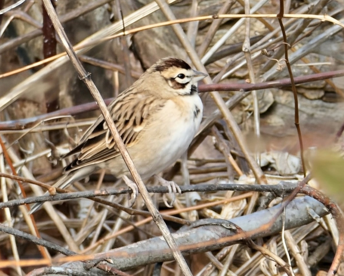 Lark Sparrow - ML646074469