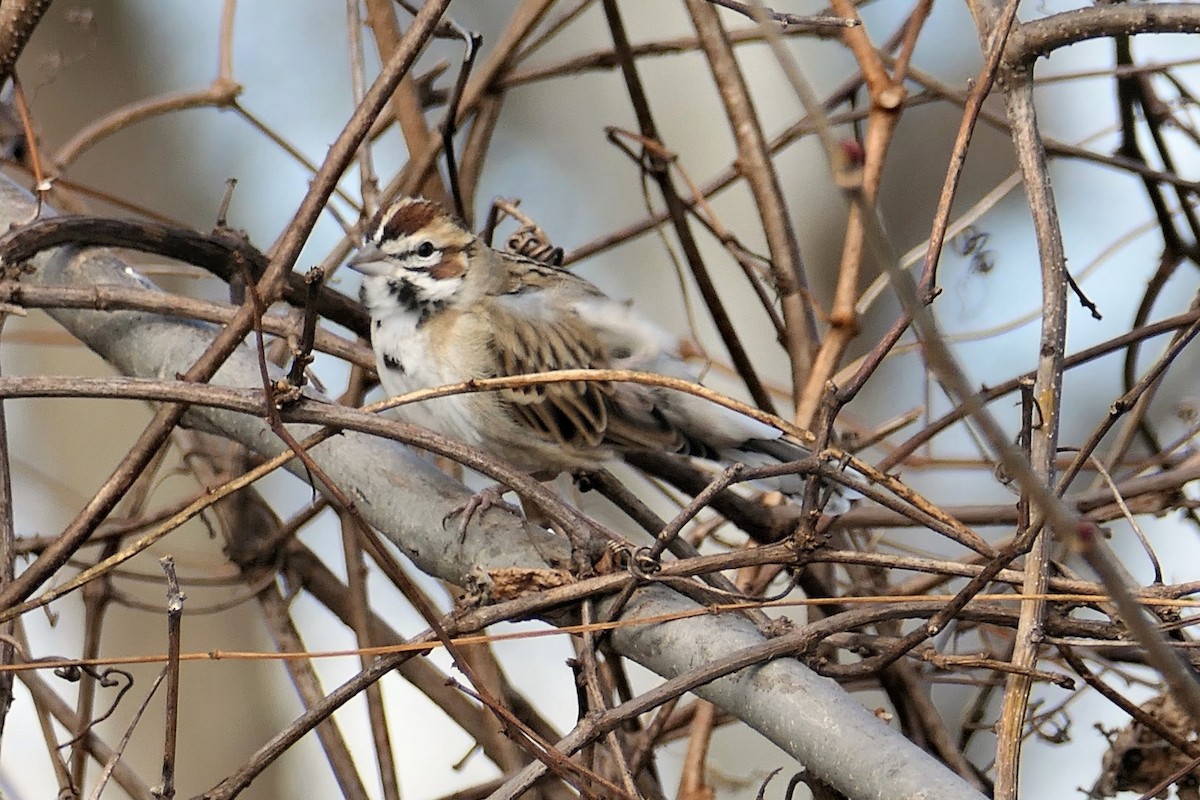 Lark Sparrow - ML646074470