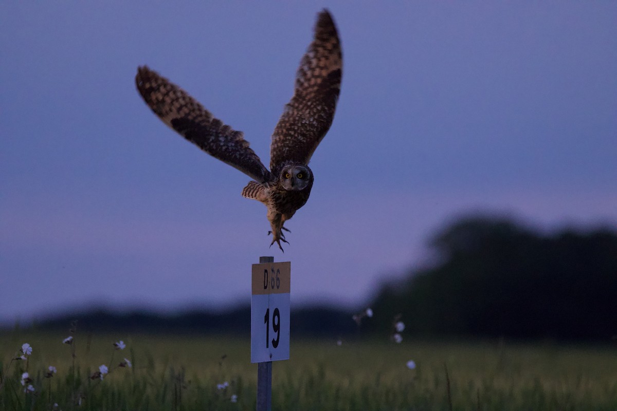 Short-eared Owl - ML646074471