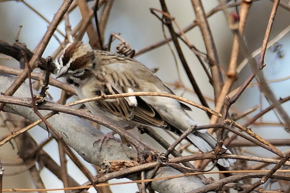 Lark Sparrow - ML646074472