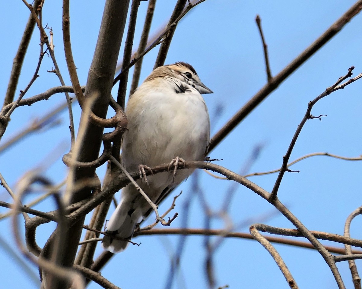 Lark Sparrow - ML646074473