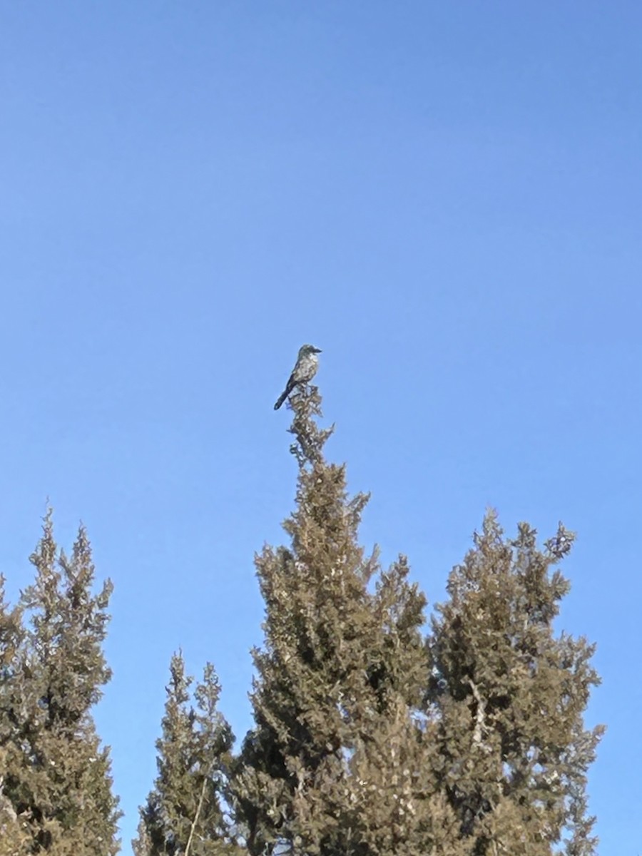 Woodhouse's Scrub-Jay - ML646074483