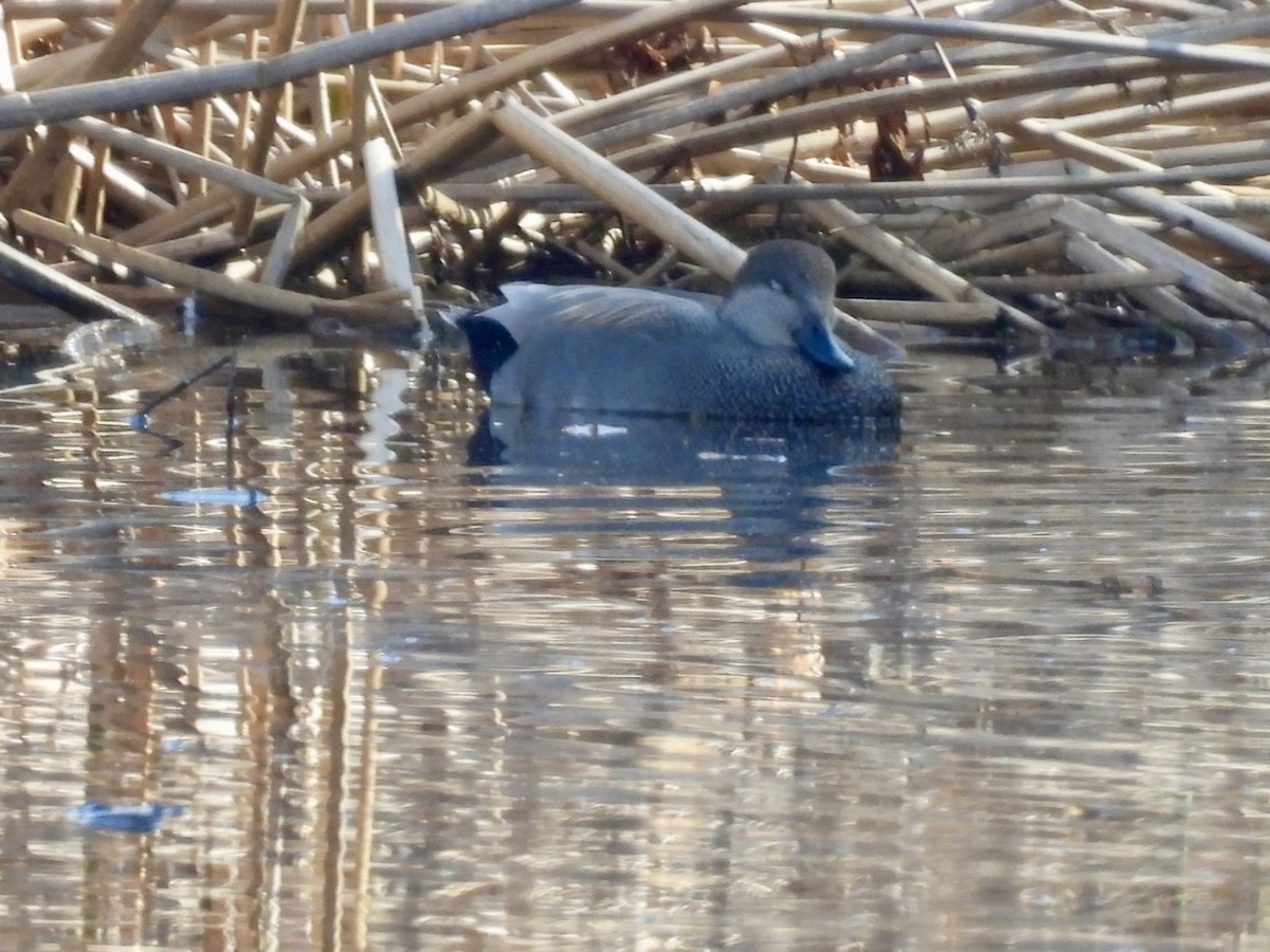 Серая утка - ML646074485