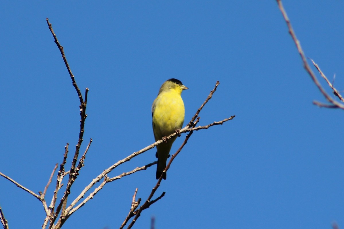 Lesser Goldfinch - ML646074494