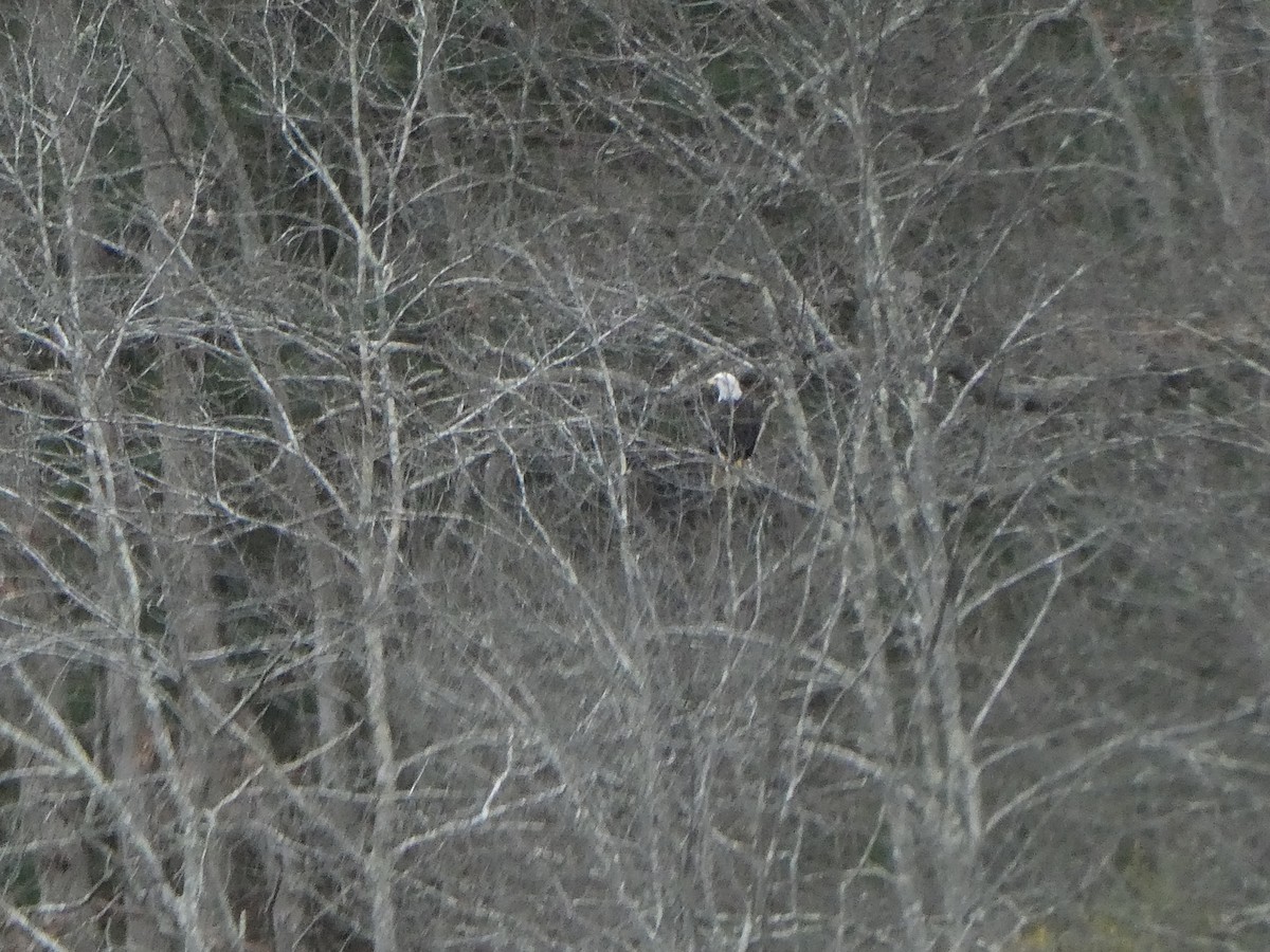Bald Eagle - ML646074495