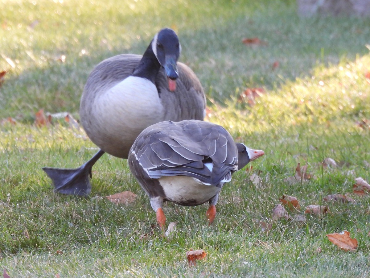 Greater White-fronted Goose - ML646074500