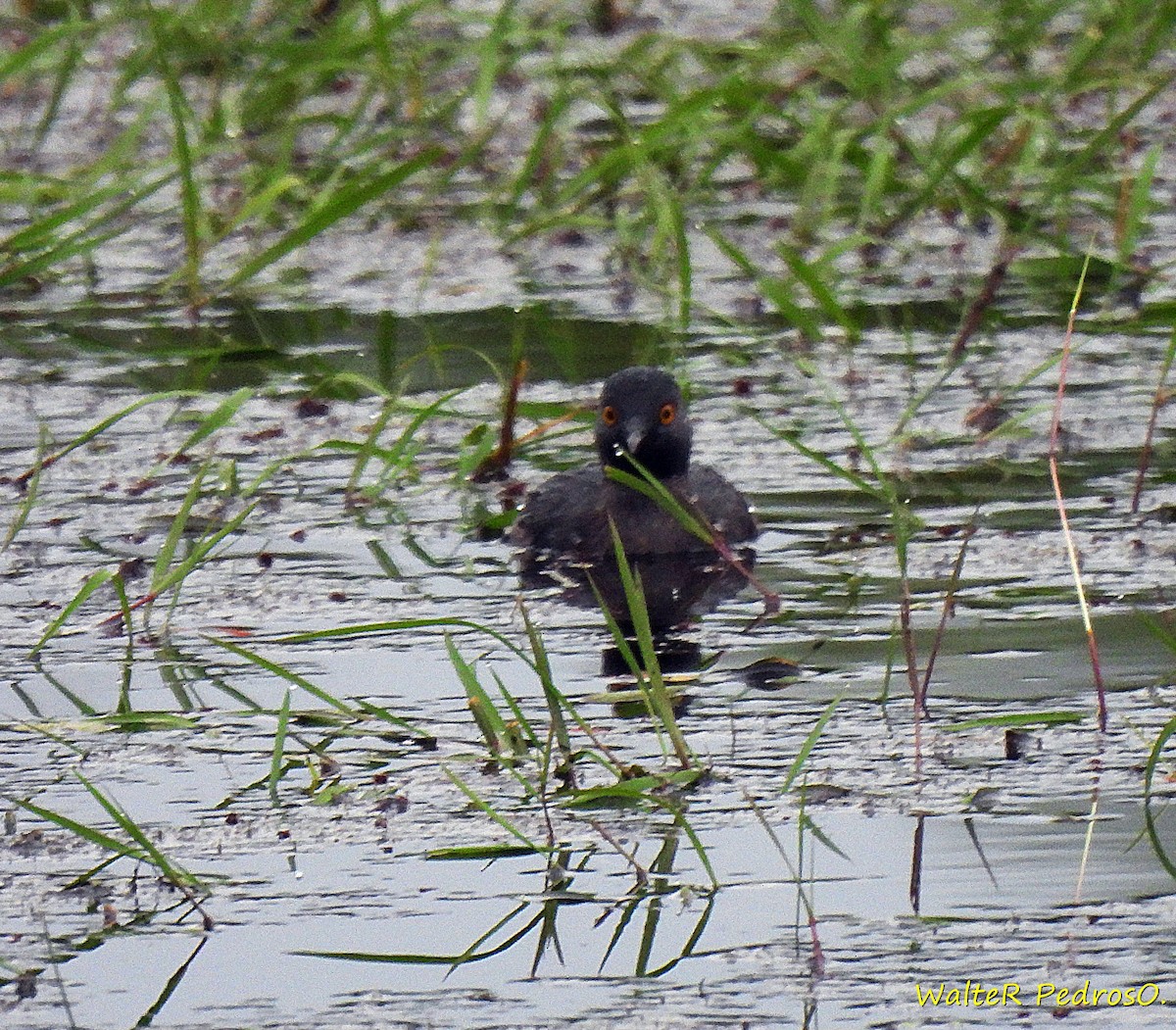 Least Grebe - ML646074511