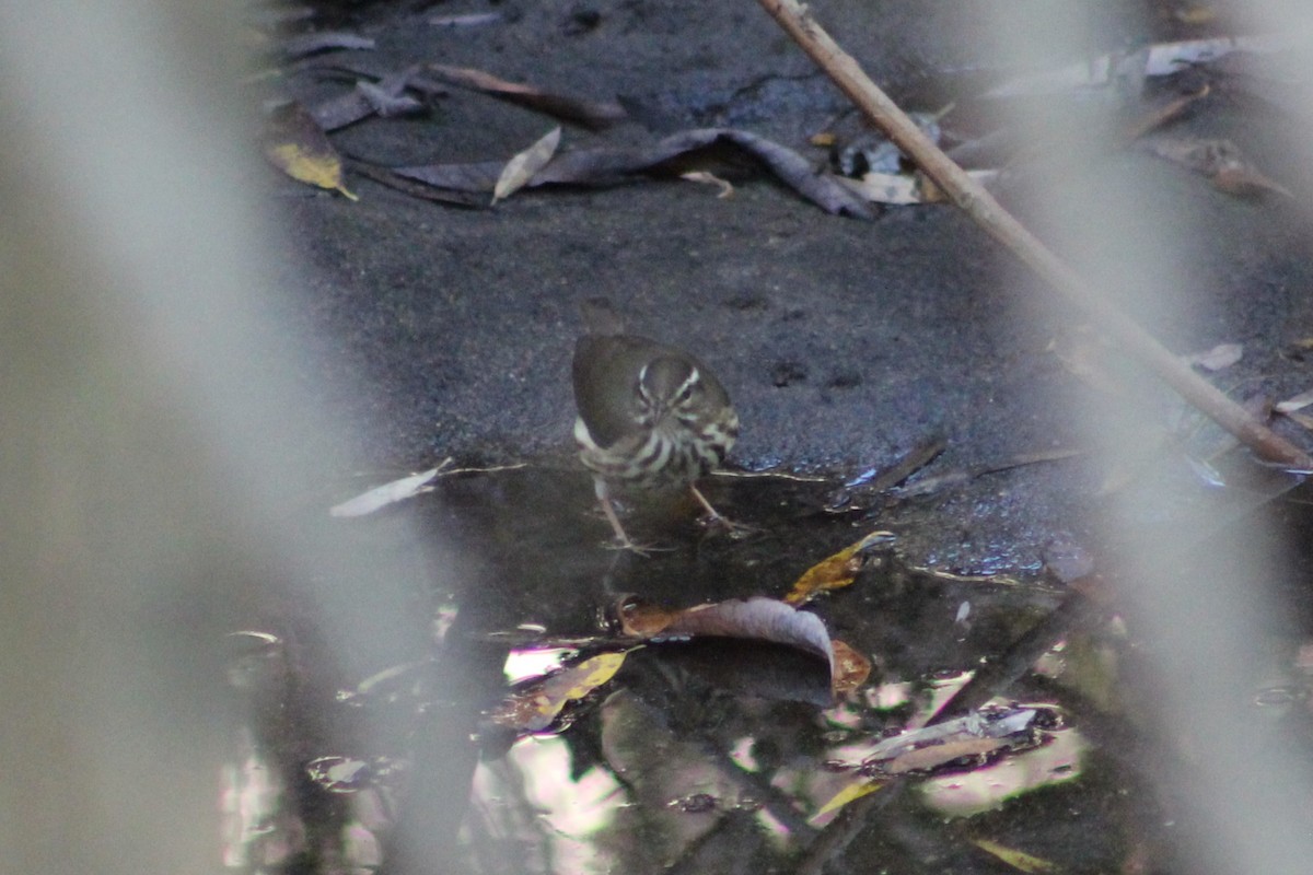 Louisiana Waterthrush - ML646074512