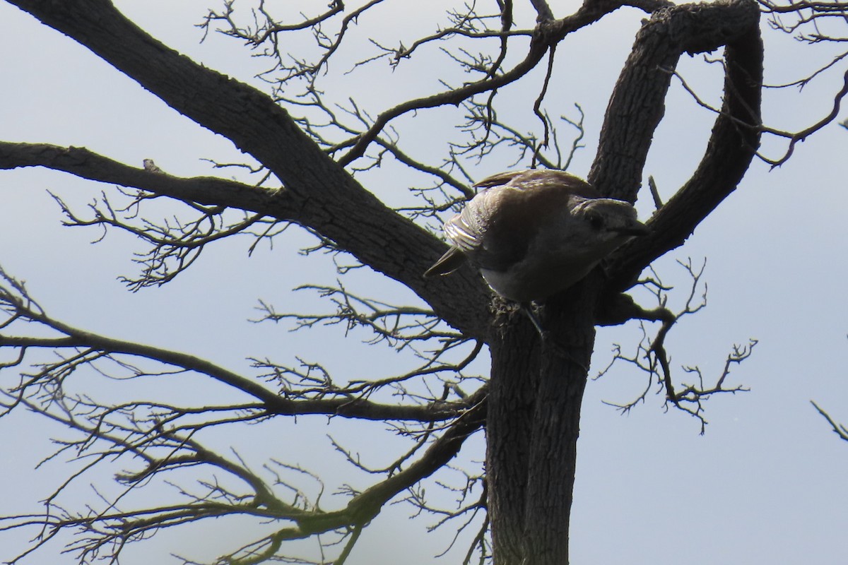 Gray Shrikethrush (Brown-backed) - ML646074514