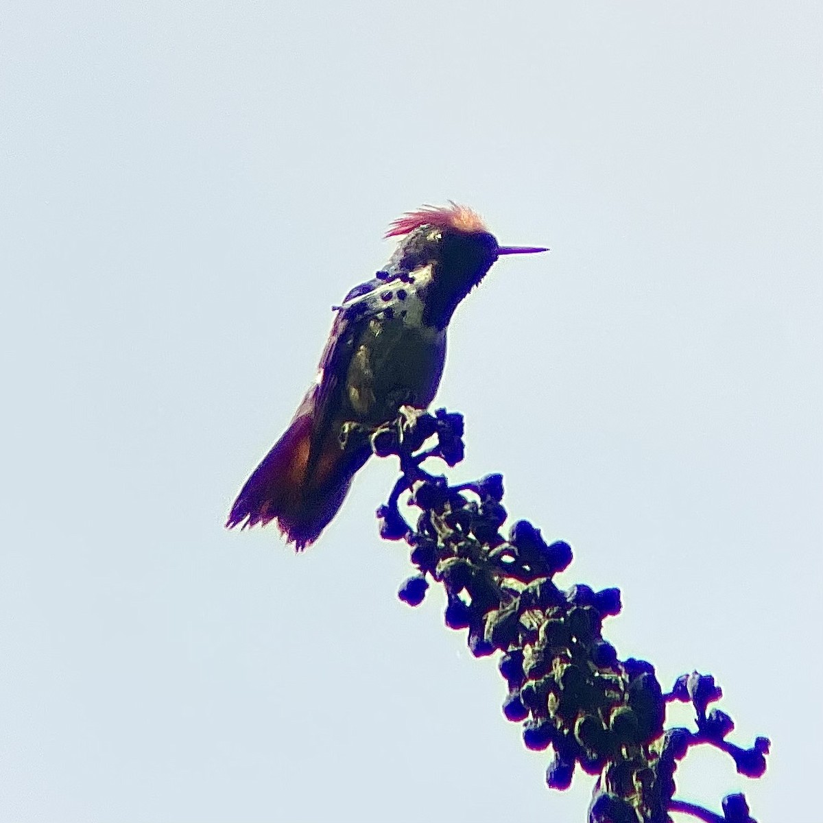 Dot-eared Coquette - ML646074519