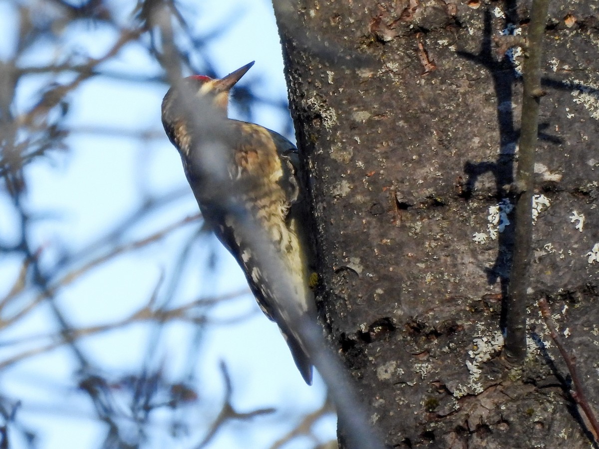 Yellow-bellied Sapsucker - ML646074520