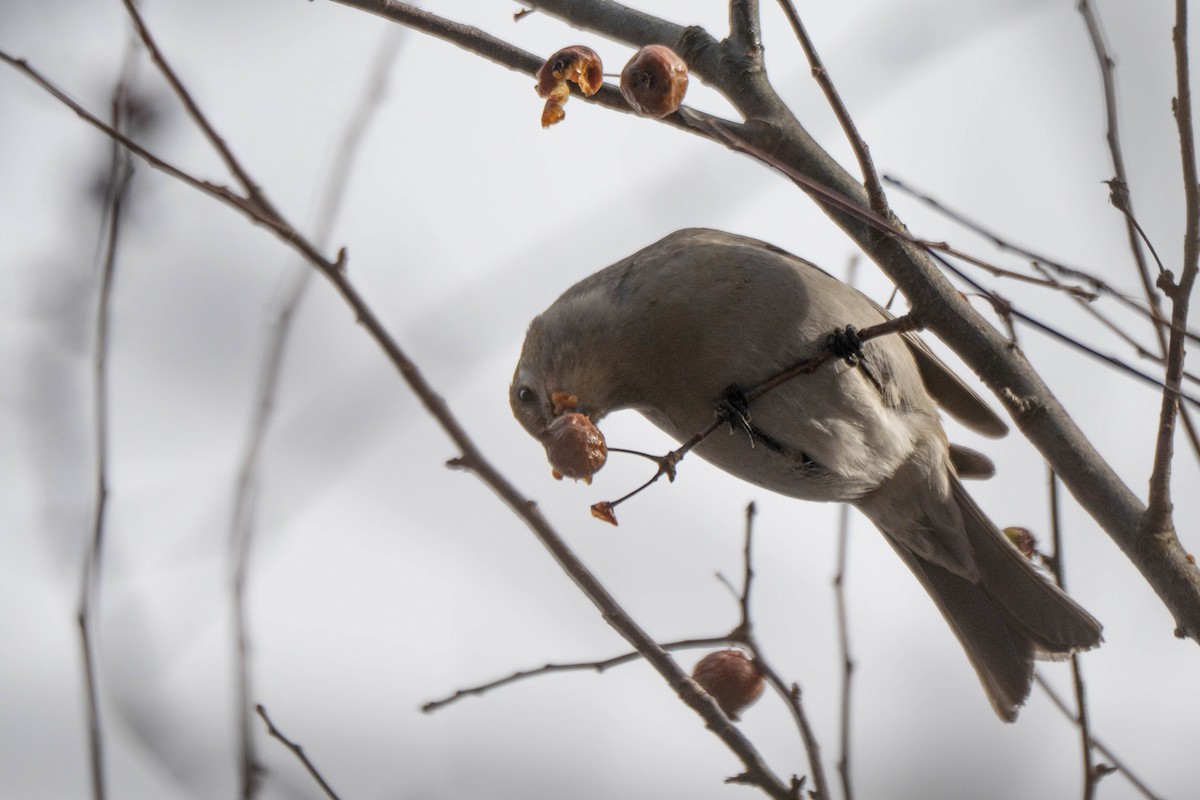 Смеречник тайговий - ML646074525