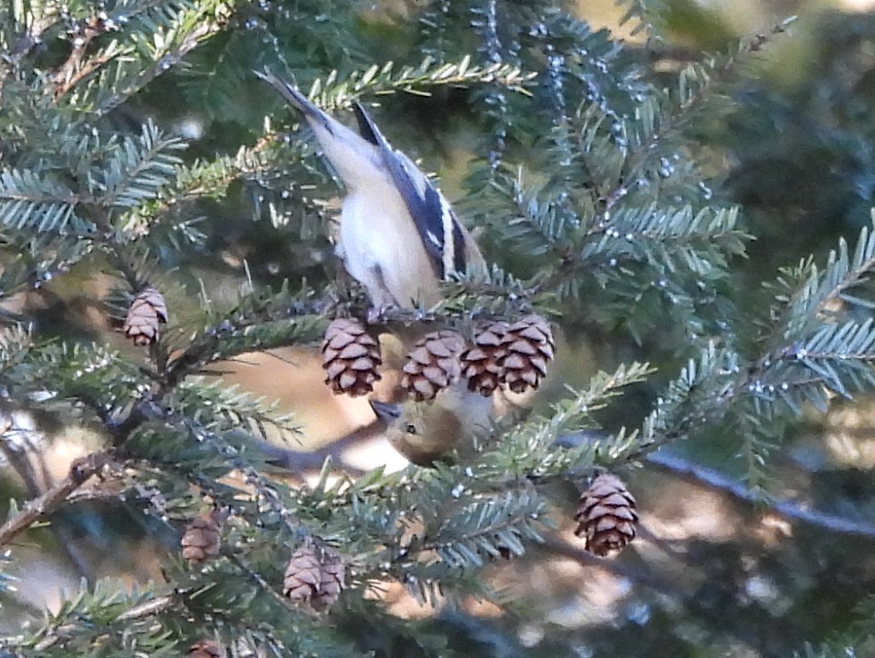 American Goldfinch - ML646074535