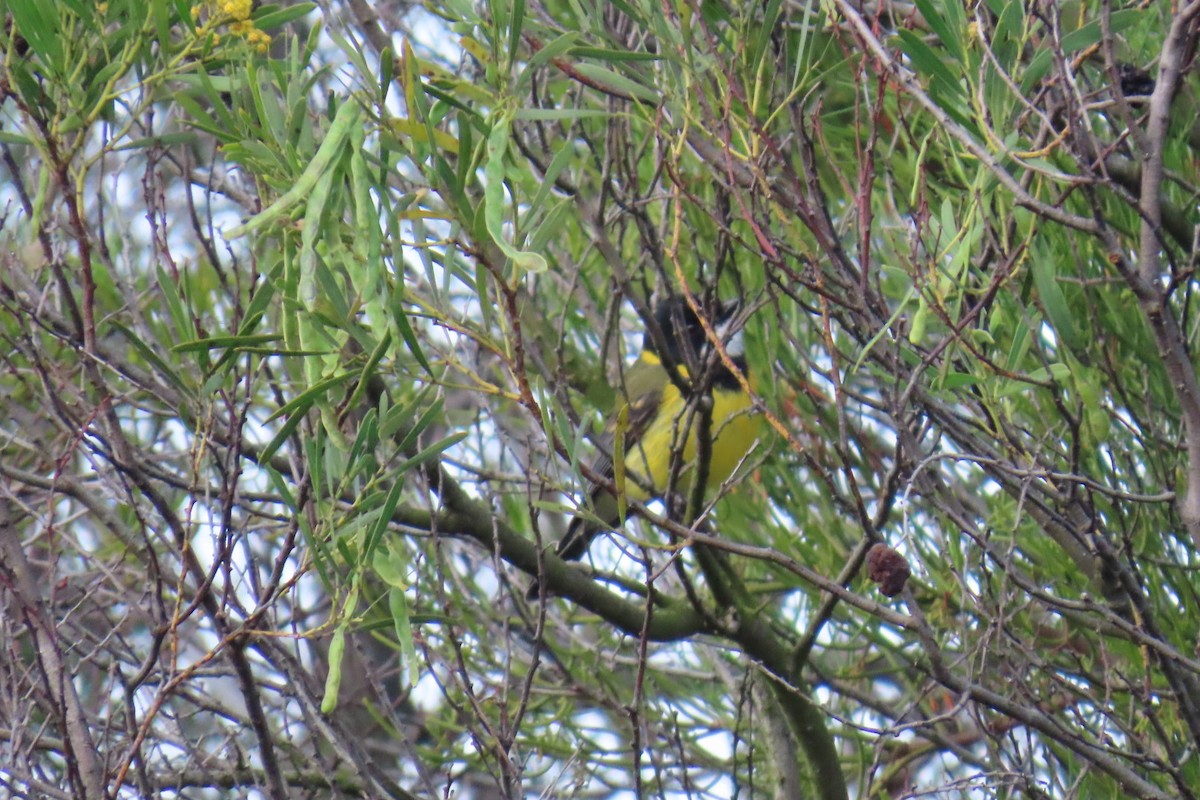 Golden Whistler (Eastern) - ML646074538