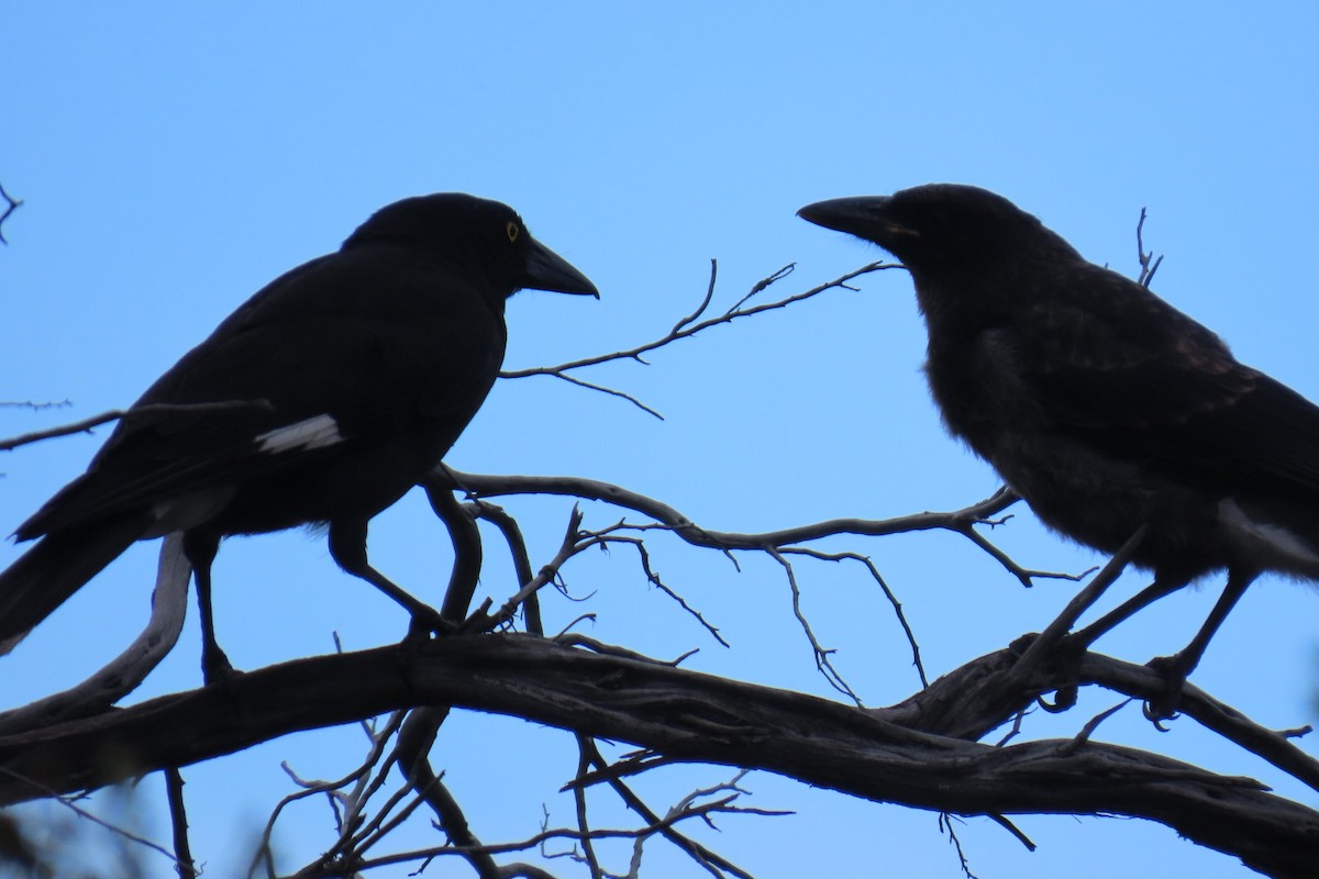 Pied Currawong - ML646074549