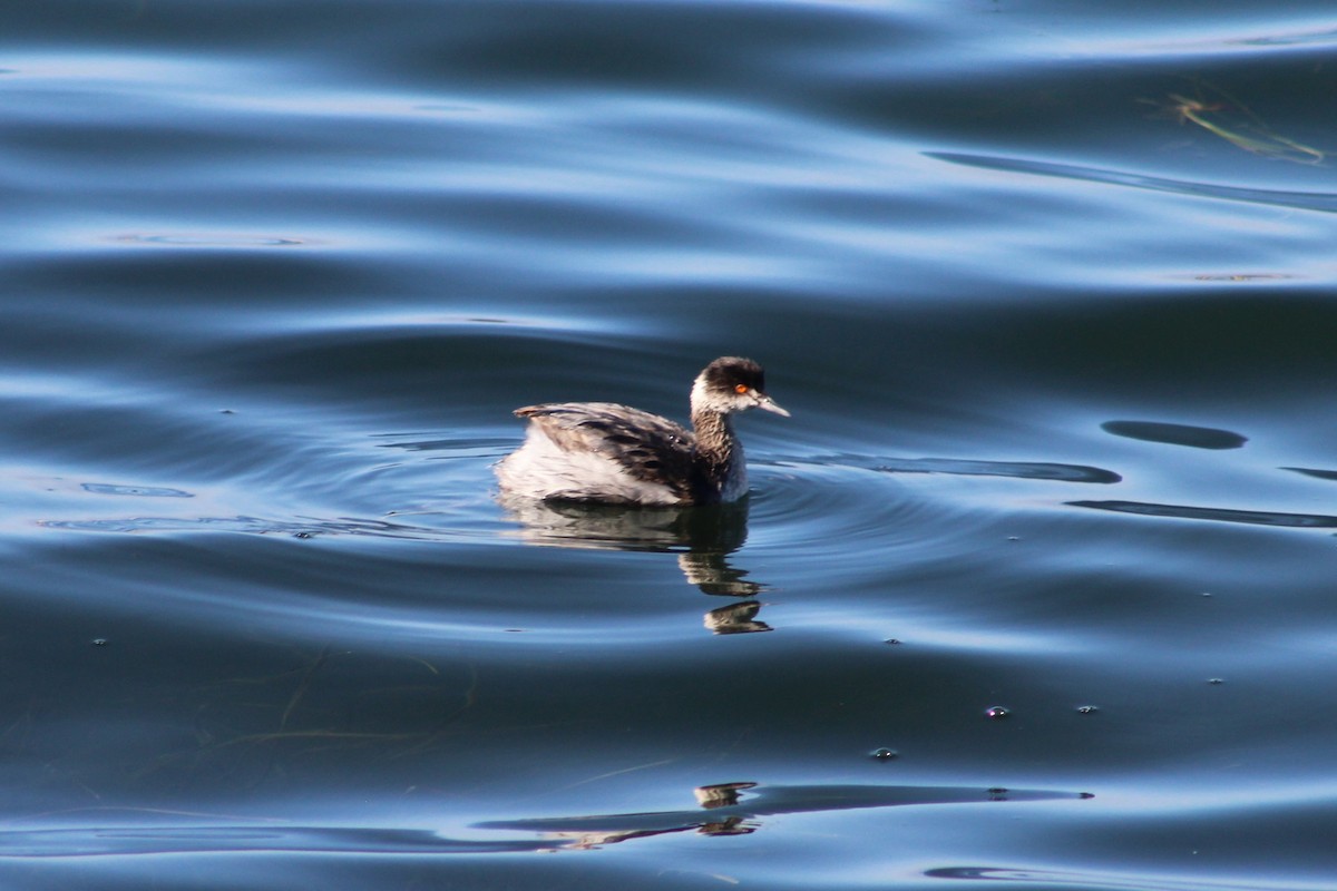 Eared Grebe - ML646074559