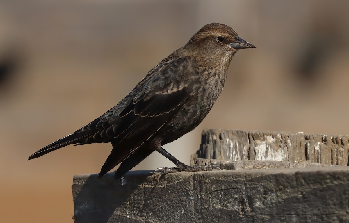 Sargento Tricolor - ML646074563