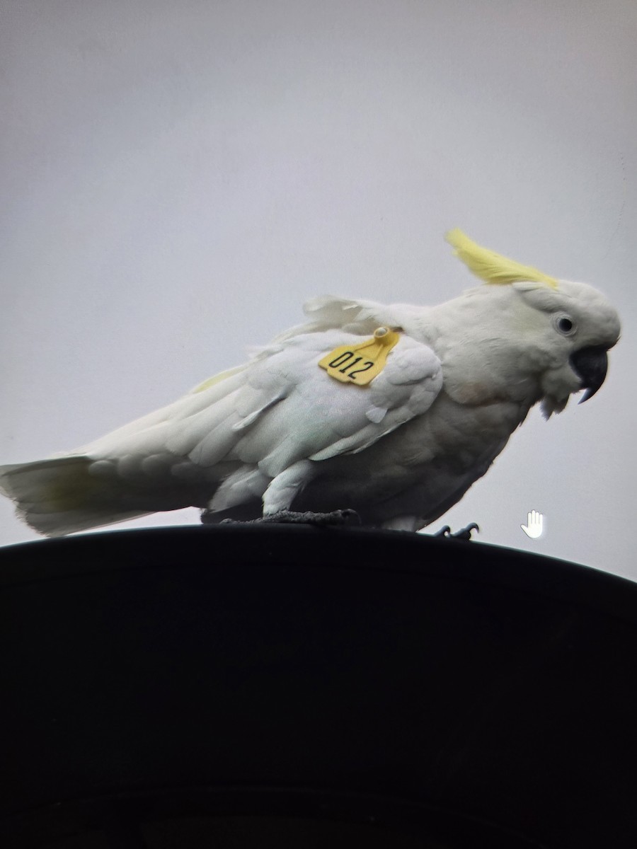 Sulphur-crested Cockatoo - ML646074572