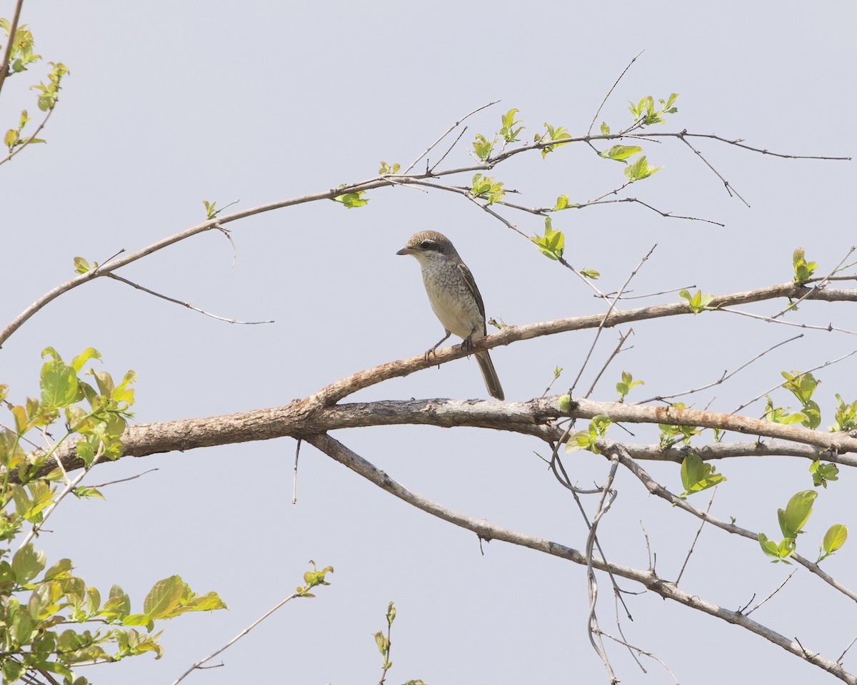 ťuhýk turkestánský - ML646074596