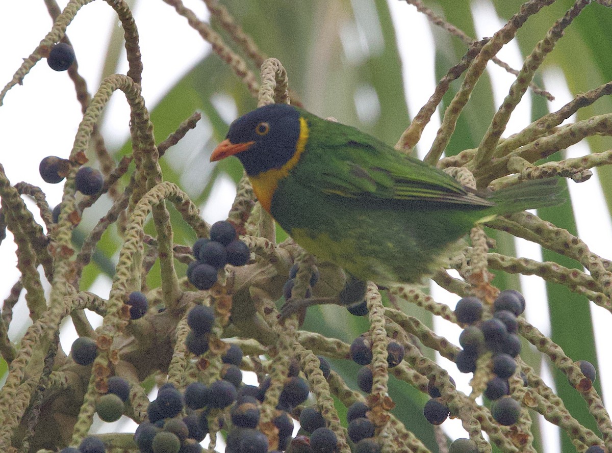 Cotinga jucunda - ML646074597