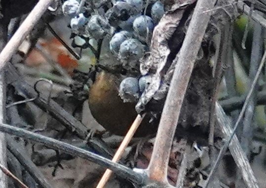 střízlík pacifický - ML646074598