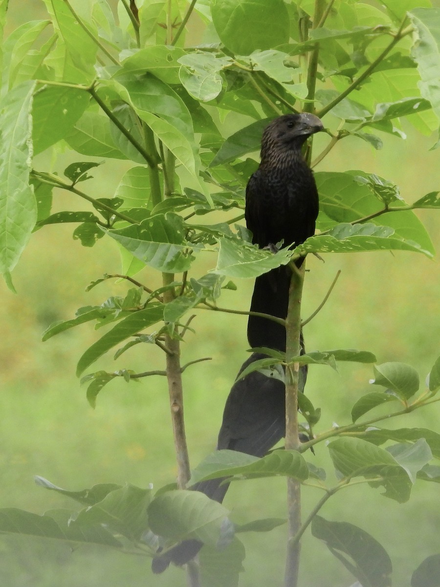 Smooth-billed Ani - ML646074611
