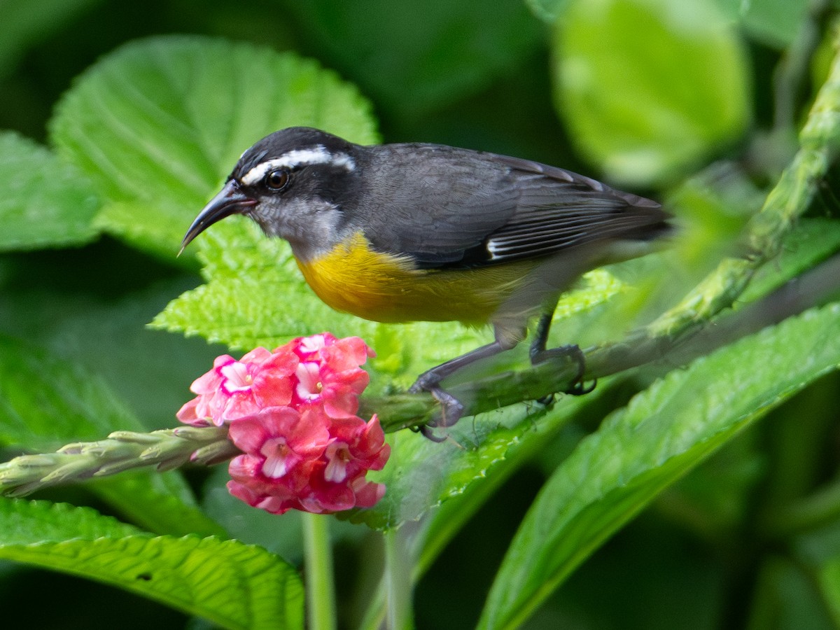 Bananaquit - ML646074625