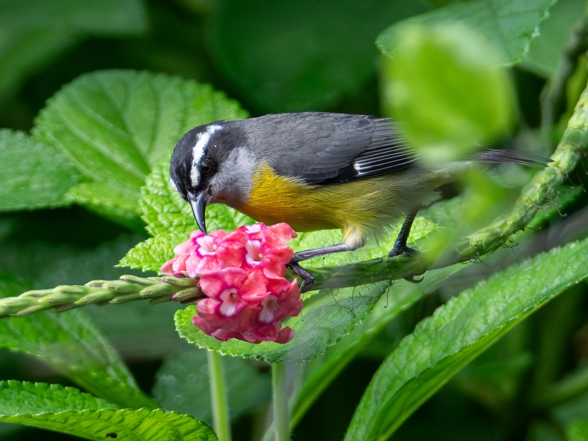 Bananaquit - ML646074629