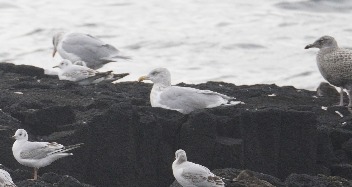 Glaucous Gull - ML646074630