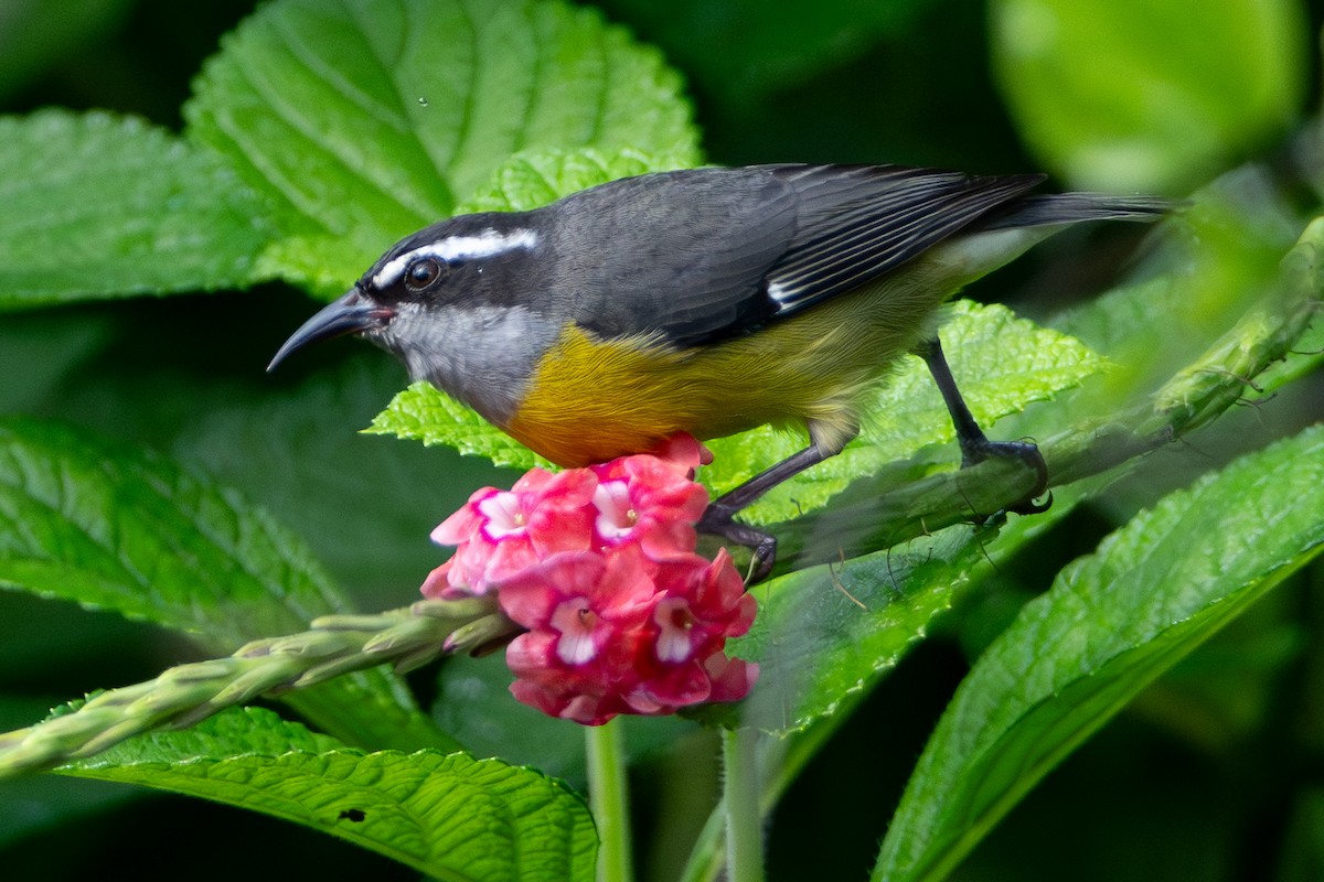 Bananaquit - ML646074632