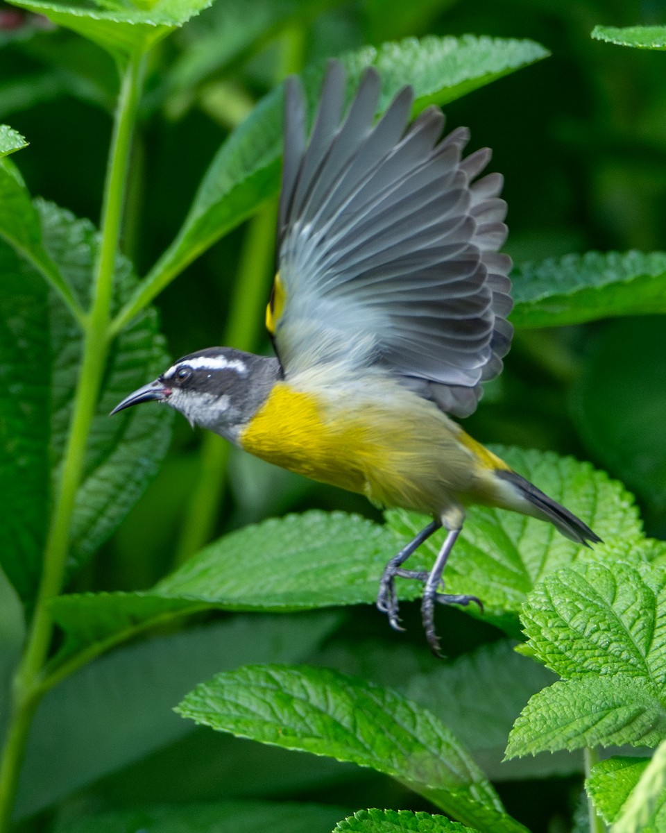 Bananaquit - ML646074636
