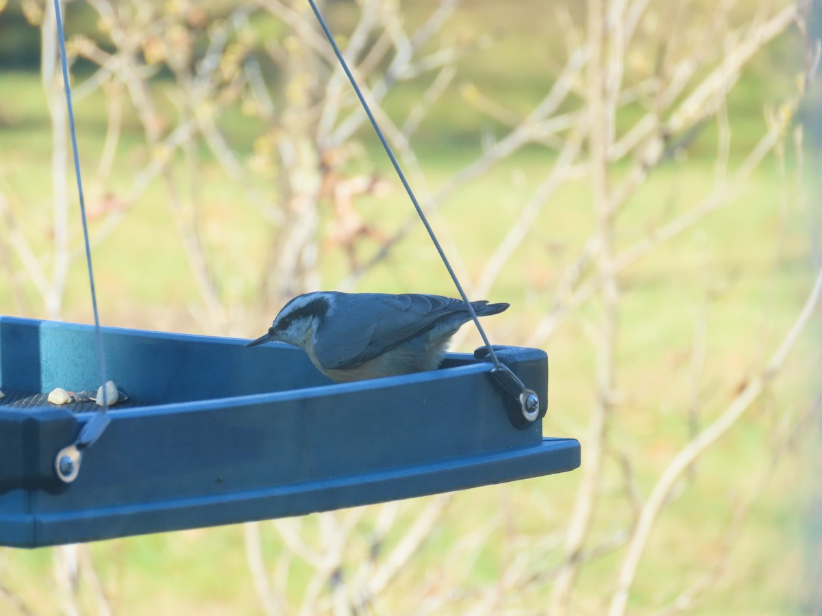 Red-breasted Nuthatch - ML646074657