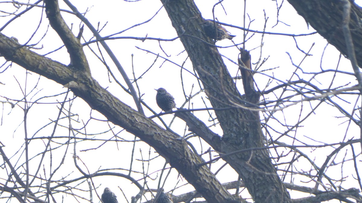 European Starling - ML646074658