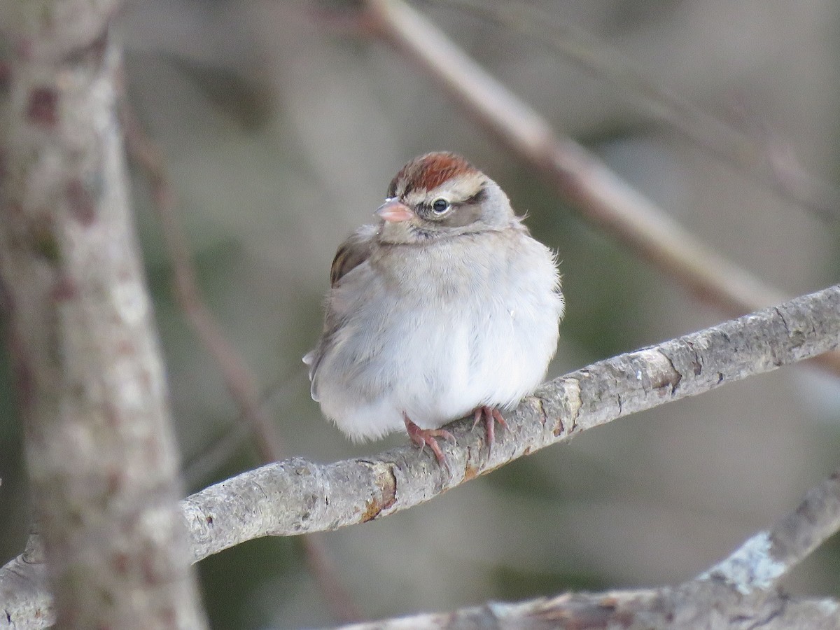 Chipping Sparrow - ML646074662