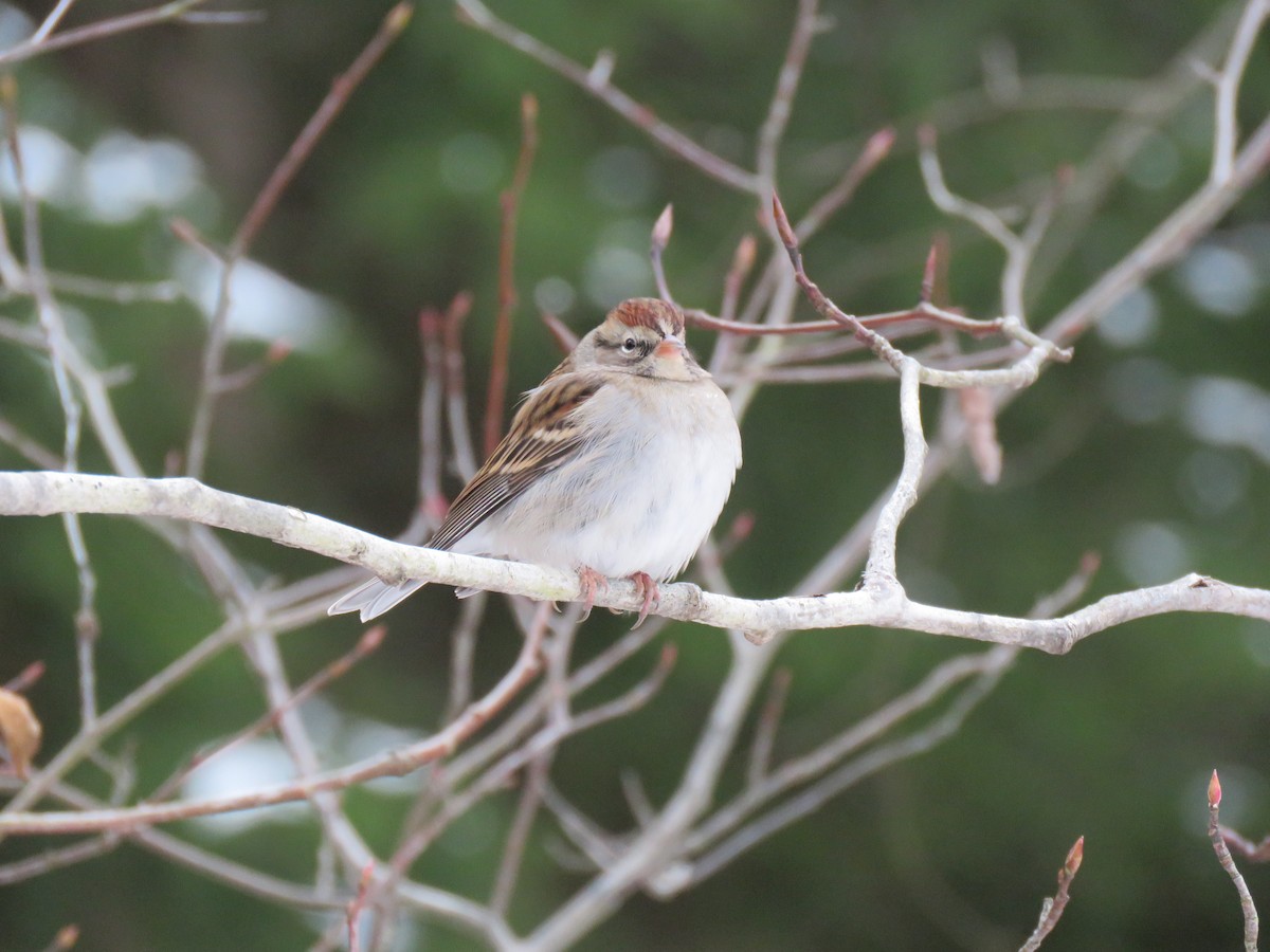 Chipping Sparrow - ML646074663