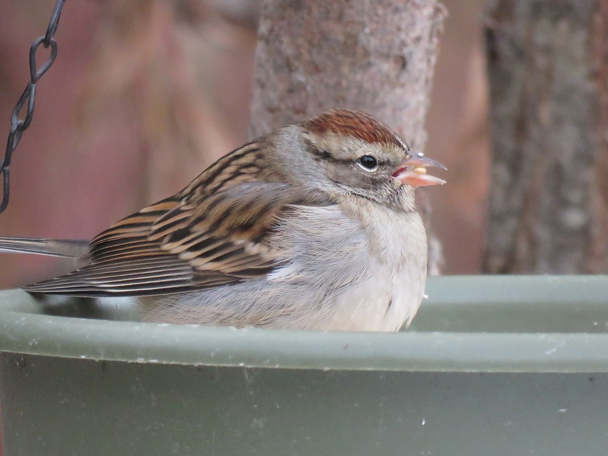 Chipping Sparrow - ML646074664