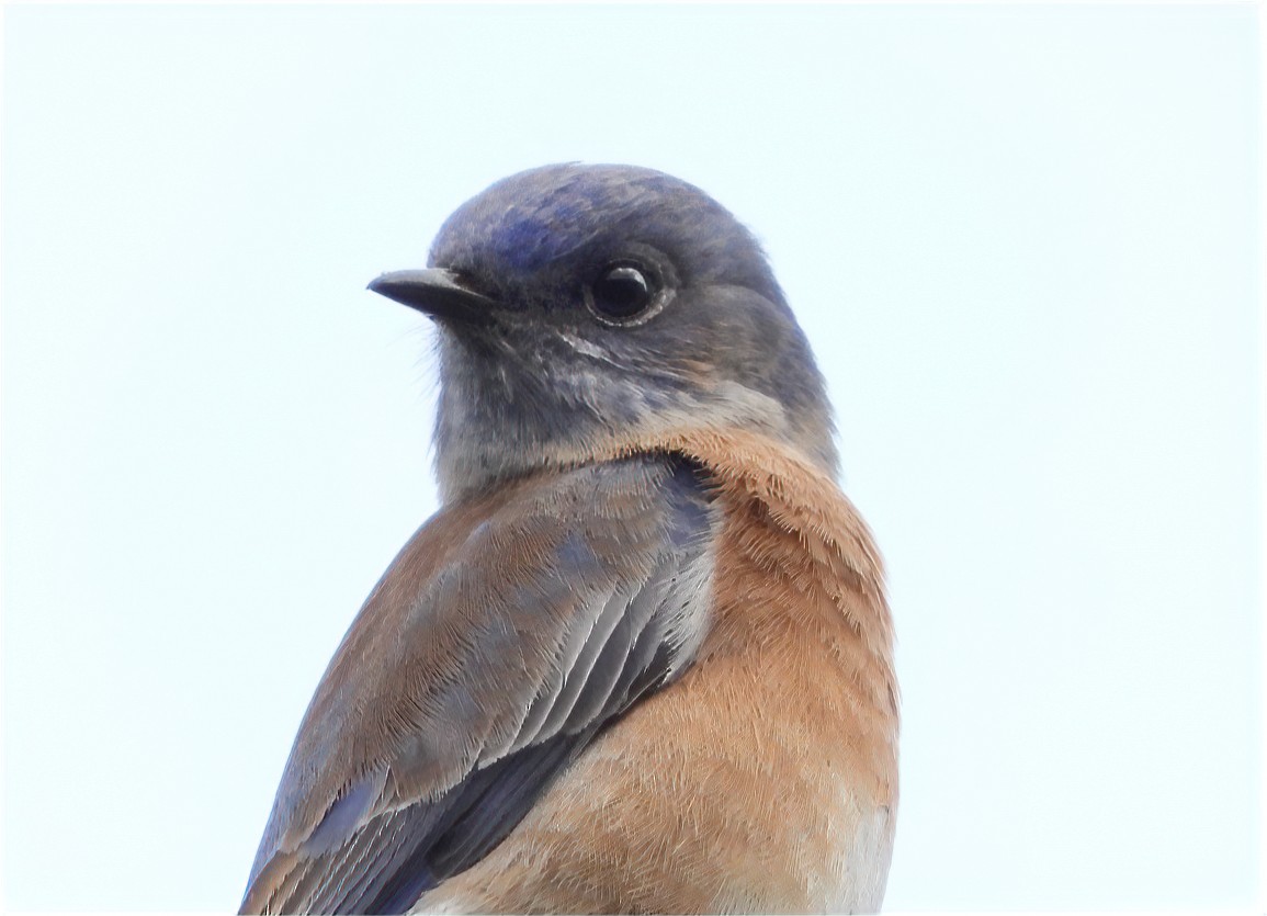 Western Bluebird - ML646074679