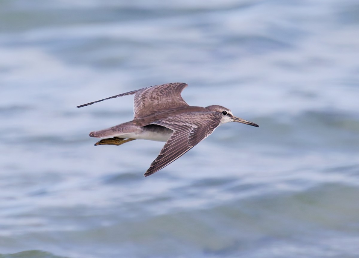 黃足鷸 - ML646074683